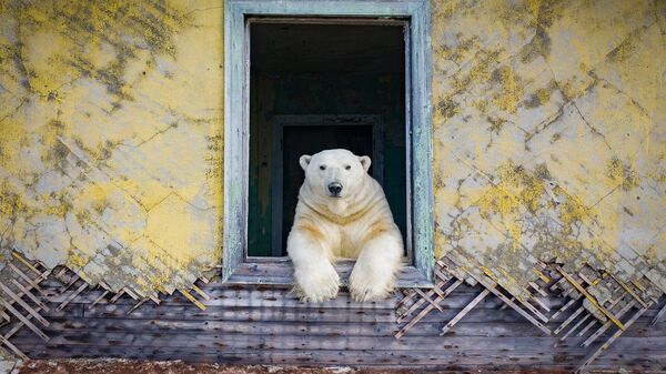 Белый медведь на заброшенной метеостанции на острове Колючин в Чукотском море - Sputnik Беларусь