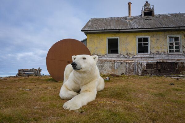 Белый медведь чувствует себя хозяином на заброшенной метеостанции на острове Колючин в Чукотском море. - Sputnik Беларусь
