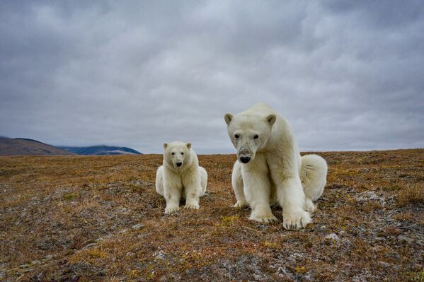 Белые медведе бродят по острову. - Sputnik Беларусь