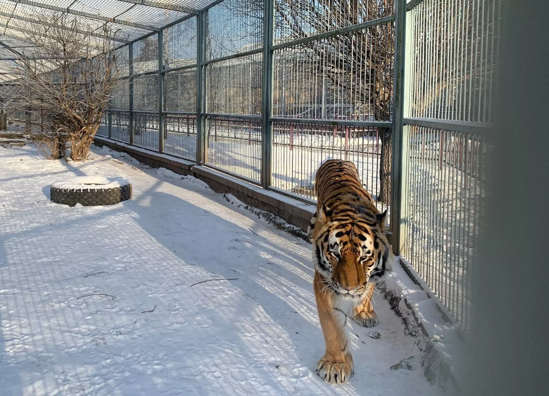 Тигры в зоопарке Гродно - Sputnik Беларусь, 1920, 30.12.2021
