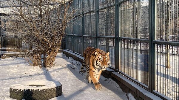 Тигры в зоопарке Гродно - Sputnik Беларусь