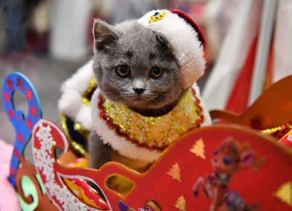 Британский котенок в костюме Деда Мороза на выставке КоШарики Шоу в Москве - Sputnik Беларусь