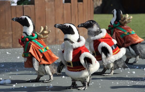 Пингвины в костюмах Санта-Клауса в парке развлечений Everland в Йонъине, Южная Корея  - Sputnik Беларусь