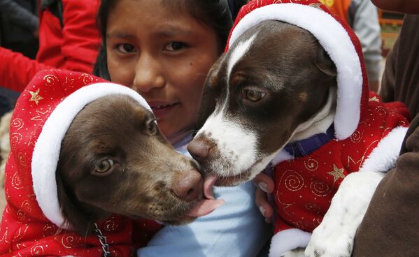 Собаки облизывают друг друга в Эль-Альто, Боливия - Sputnik Беларусь