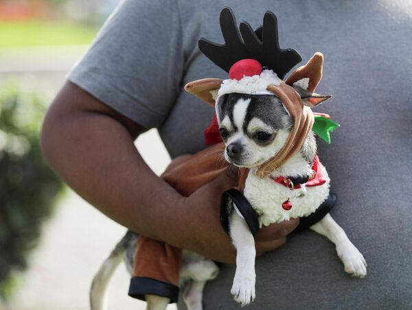Собака в рождественском костюме - Sputnik Беларусь