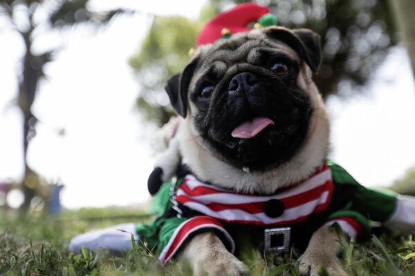 Собака в рождественском костюме на конкурсе собачьей моды в Лиме, ​​Перу - Sputnik Беларусь