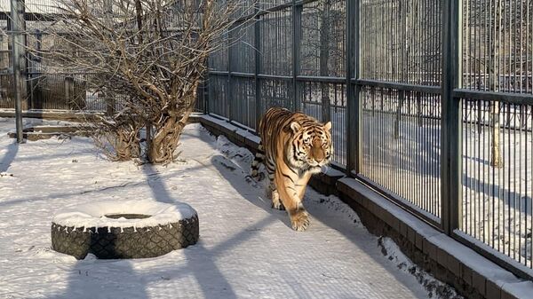 Как живет символ 2022 года амурский тигр в зоопарке Гродно – видео - Sputnik Беларусь