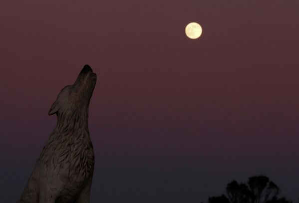 Волчья Луна поднимается над статуей волка в Ханстентоне, Великобритания. - Sputnik Беларусь