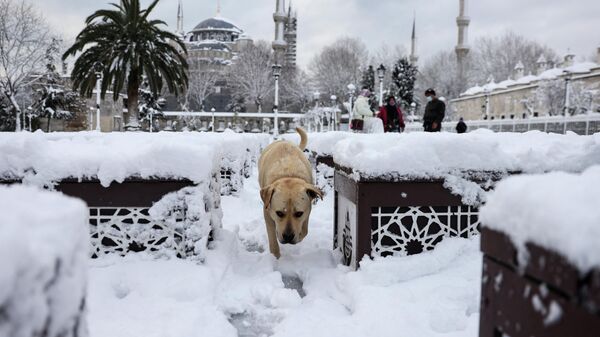 Снегапад у Стамбуле - Sputnik Беларусь