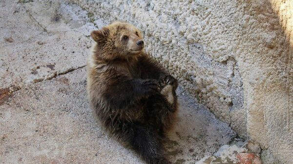 Медведь в зоопарке Ташкента - Sputnik Беларусь