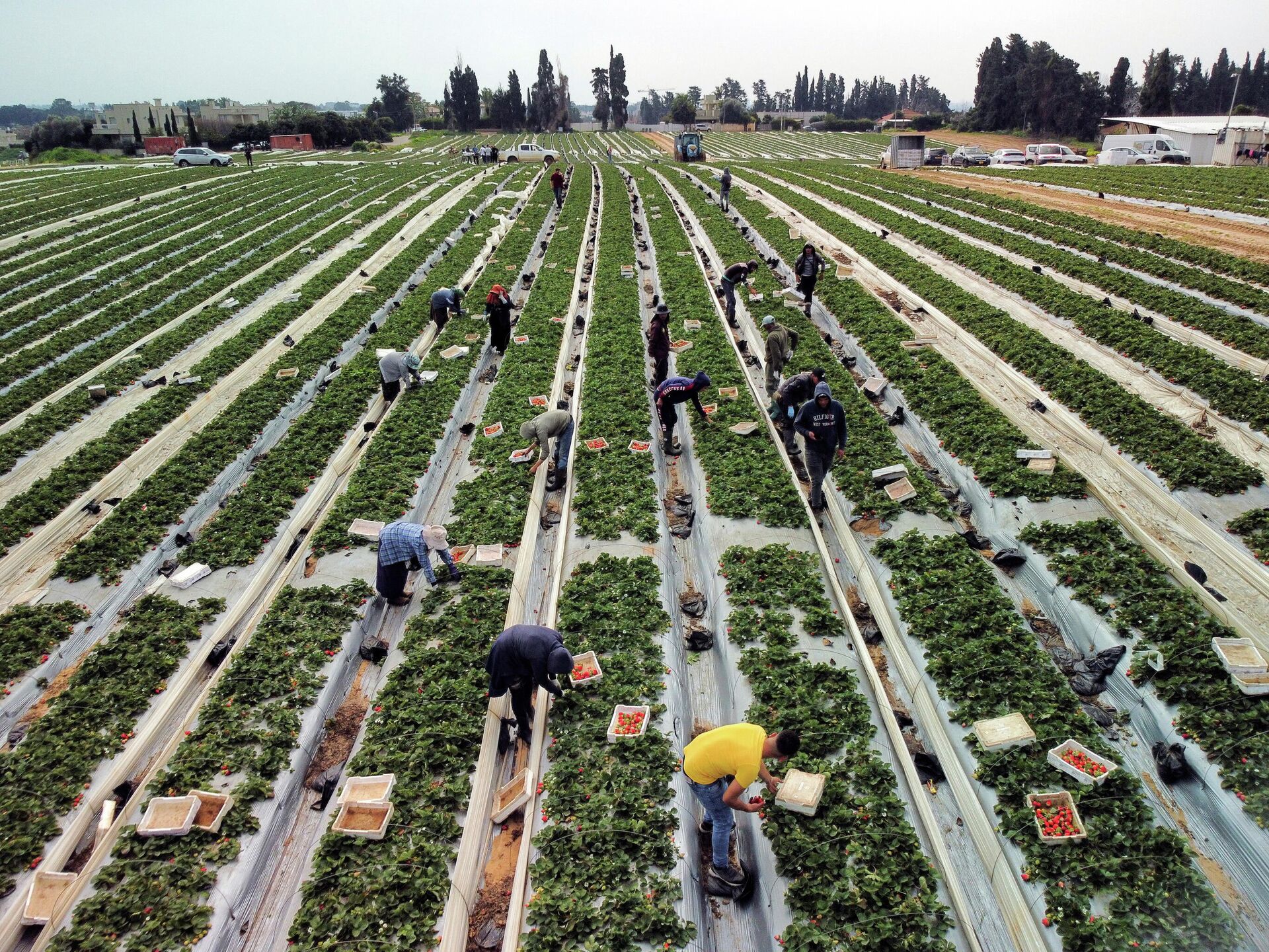 Израильский фермер Цахи Ариэль вырастил гигантскую клубнику весом 289 грамм - Sputnik Беларусь, 1920, 18.02.2022