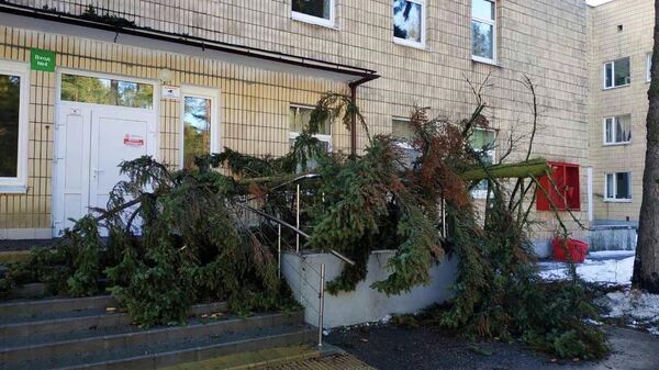 Поваленное ветром дерево в Минске - Sputnik Беларусь