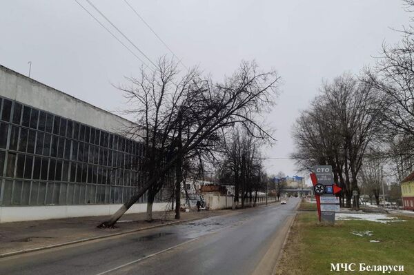 Поваленное ветром дерево в Минске - Sputnik Беларусь