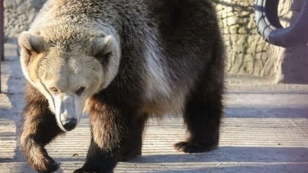 Медведь в Минском зоопарке - Sputnik Беларусь