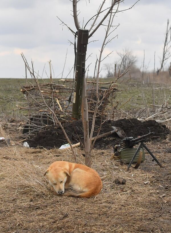 Сабака спіць каля кулямёта ля дарогі на Марыупаль. - Sputnik Беларусь
