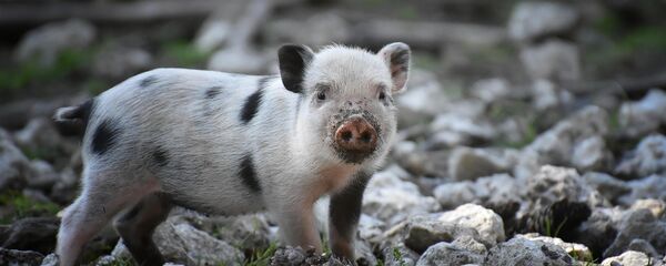 Поросенок - Sputnik Беларусь