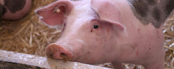 Поросенок на ферме, архивное фото Поросенок на ферме, архивное фото - Sputnik Беларусь