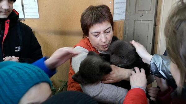 Спасенных медвежат впервые показали посетителям Витебского зоопарка - Sputnik Беларусь