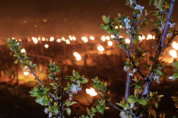 Цветущие деревья на фоне огней виноградников. - Sputnik Беларусь