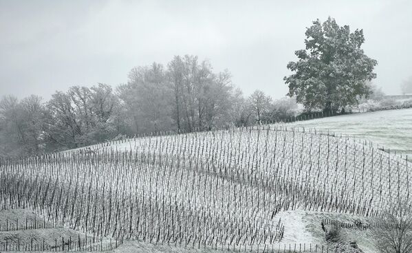 Виноградник Ирулеги под снегом в Сент-Этьен-де-Багорри, на юго-западе Франции. - Sputnik Беларусь