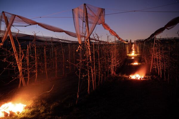 Уже несколько ночей с 1 апреля виноградари пытаются спасти молодые побеги. - Sputnik Беларусь