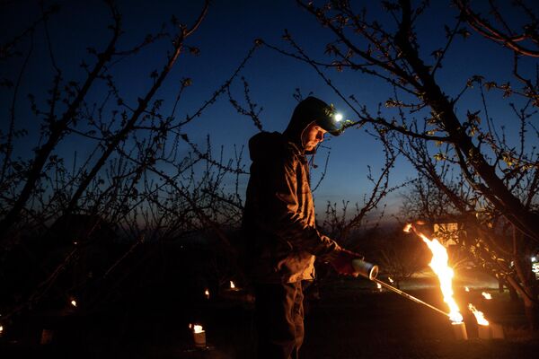 Фермер зажигает гигантские свечи между фруктовыми деревьями, чтобы защититься от мороза на востоке Франции. - Sputnik Беларусь