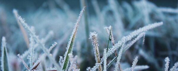 Иней на траве Иней на траве - Sputnik Беларусь