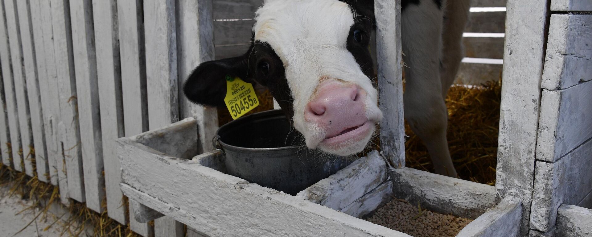 На предприятии Говяды-агро  - Sputnik Беларусь, 1920, 11.11.2025