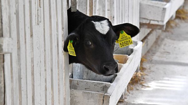 На предприятии Говяды-агро  - Sputnik Беларусь