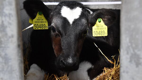 На предприятии Говяды-агро  - Sputnik Беларусь