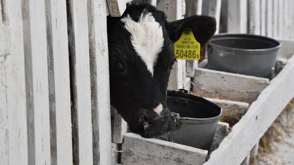 Корова в стойле, архивное фото - Sputnik Беларусь