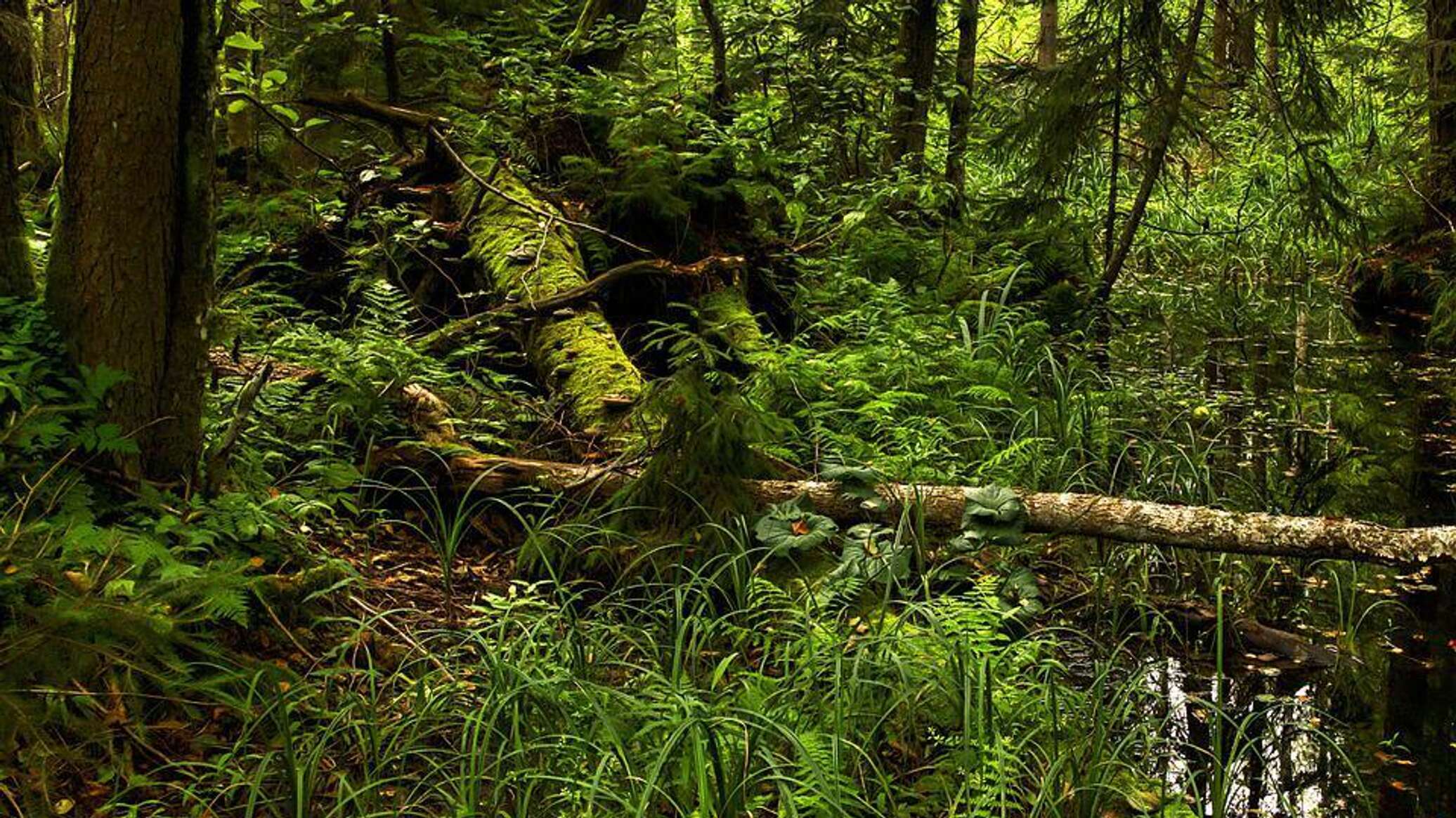 Карстовая воронка с древним лесом