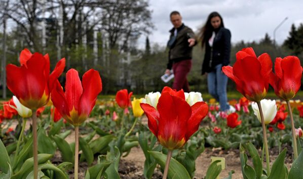 Цветение тюльпанов в ботаническом саду Минска - Sputnik Беларусь
