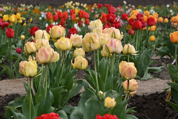 Цветение тюльпанов в ботаническом саду Минска - Sputnik Беларусь
