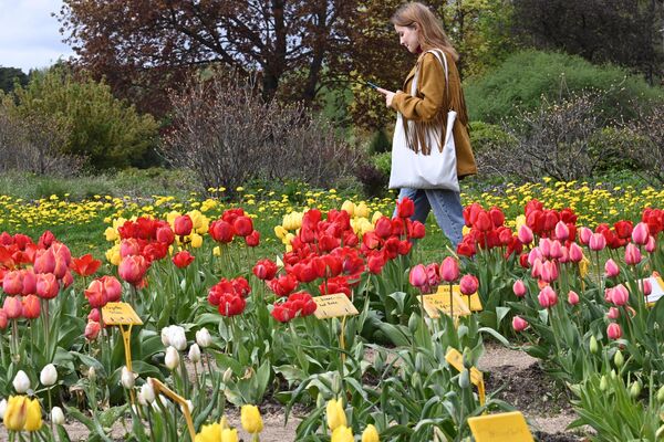 Цветение тюльпанов в ботаническом саду - Sputnik Беларусь
