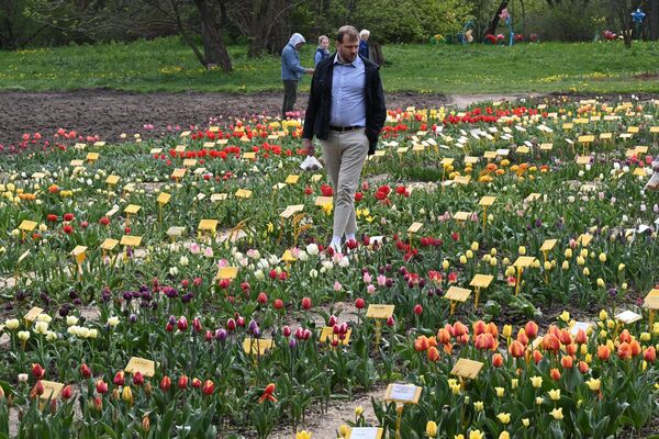 Цветение тюльпанов в ботаническом саду - Sputnik Беларусь