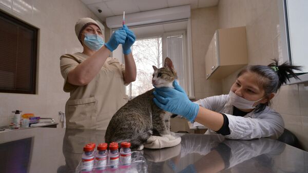 Ветеринар держит в руках кота - Sputnik Беларусь