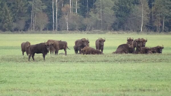 Зубры - Sputnik Беларусь