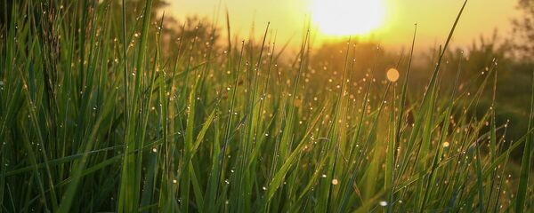 На лузе - Sputnik Беларусь