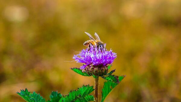 Пчела на цветке - Sputnik Беларусь