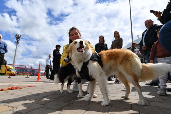 Служебные собаки на выставке Национальная безопасность. Беларусь – 2022 - Sputnik Беларусь
