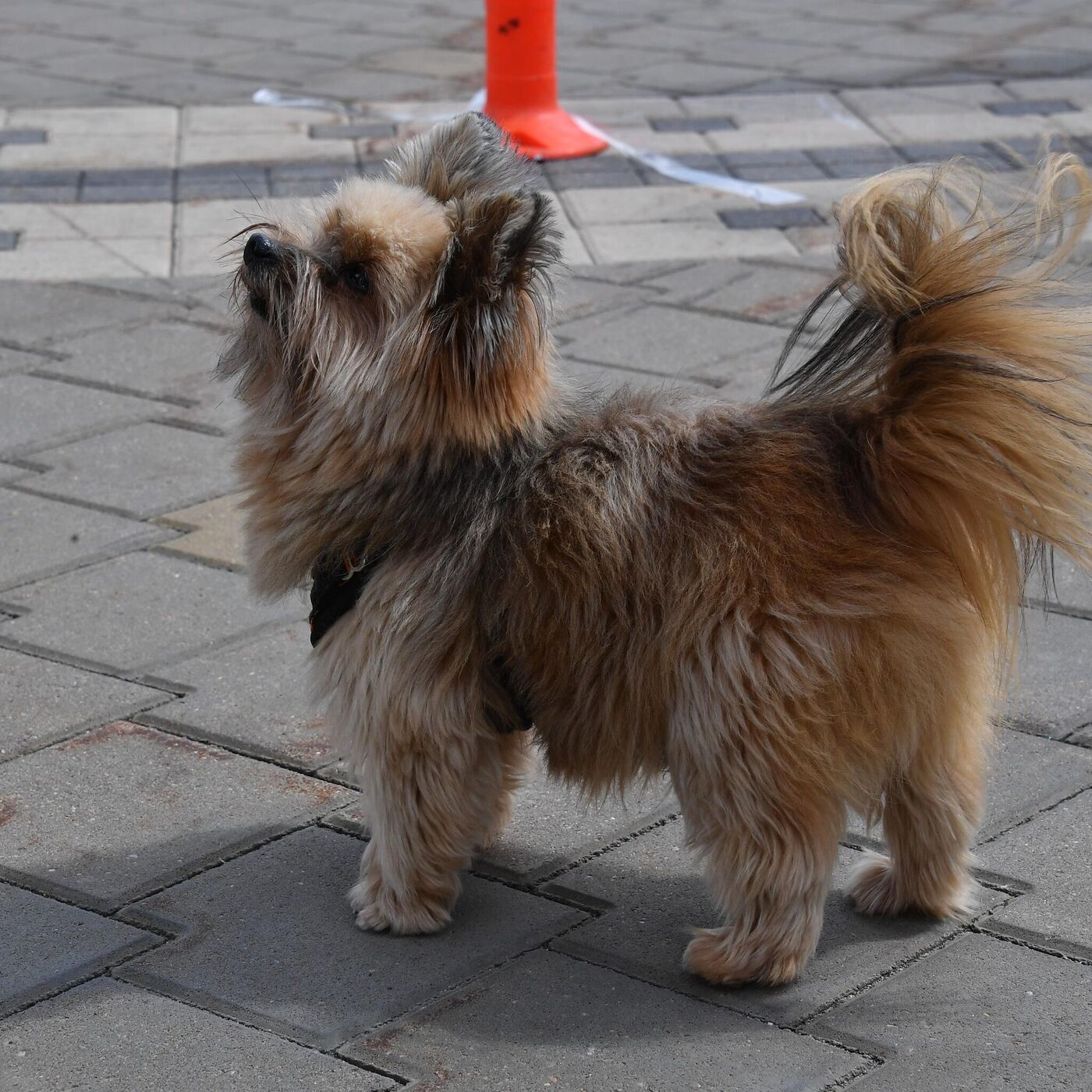 Pets Fest, семейный фестиваль и ДискоХит в Дудутках: куда пойти на выходные  - 12.08.2022, Sputnik Беларусь