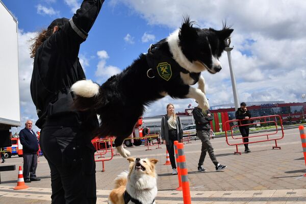 Служебные собаки на выставке Национальная безопасность. Беларусь – 2022 - Sputnik Беларусь