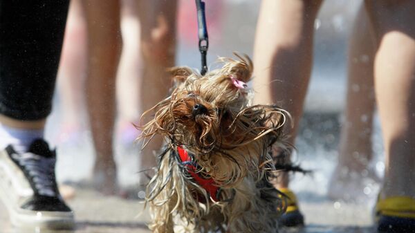 Собака отряхивается от воды в фонтане - Sputnik Беларусь