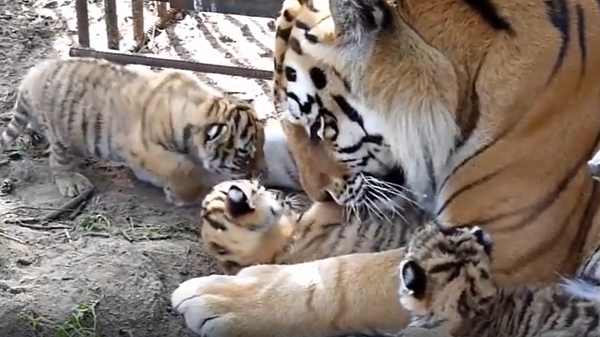 Амурские тигрята родились в зоопарке в Омской области - Sputnik Беларусь