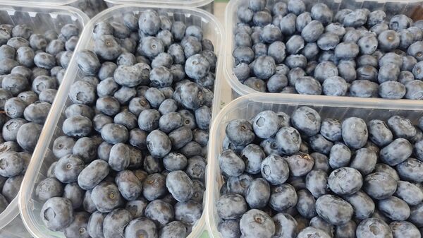 Голубика - Sputnik Беларусь