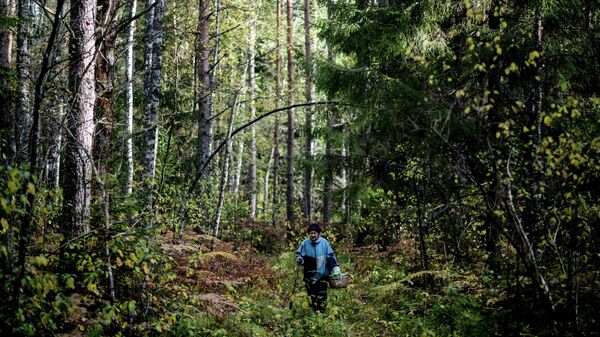 Пенсионерка собирает грибы в лесу. - Sputnik Беларусь