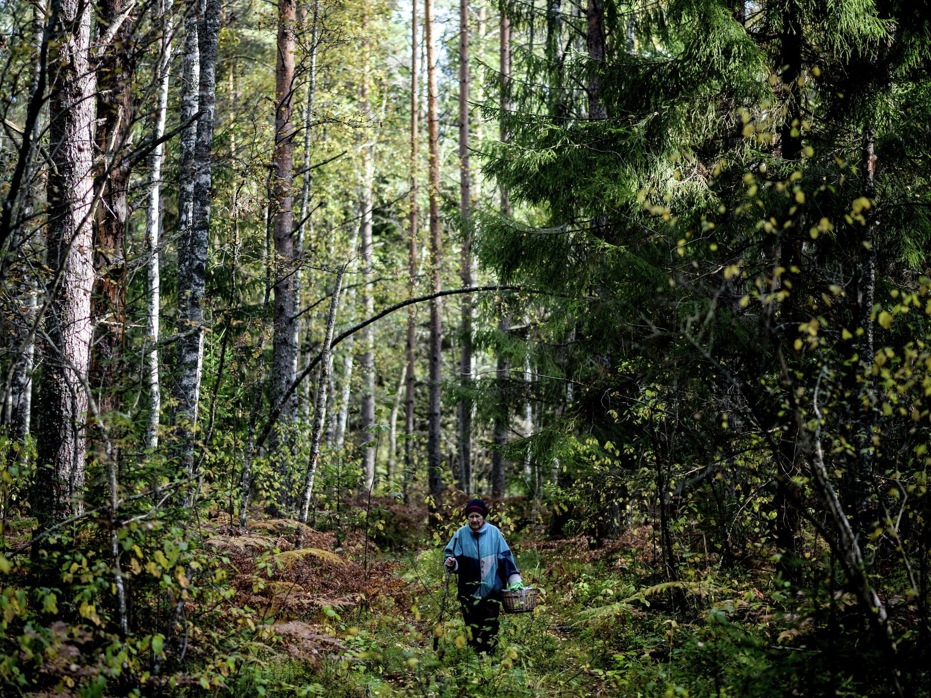 Можно ли посещать леса. Беларусь лес. Лес фото. Ограничение посещения лесов. Июль в лесу.