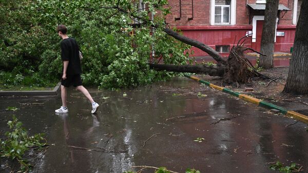 Вырванное с корнем дерево во дворе Москвы - Sputnik Беларусь