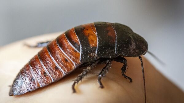Мадагаскарский таракан, архивное фото - Sputnik Беларусь